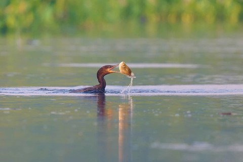 A cormorant has caught a fish in its beak in the water, Olive Cormorant, Cormorant, (Phalacrocorax