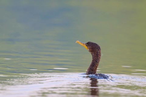 A cormorant in calm water with green surroundings, Olive Cormorant, Cormorant, (Phalacrocorax