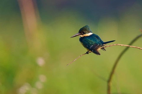 A kingfisher sitting on a branch in front of a soft green background, Green Kingfisher