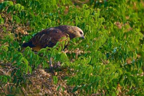 A bird of prey sits in a green tree and looks attentively at its surroundings, Fish Buzzard