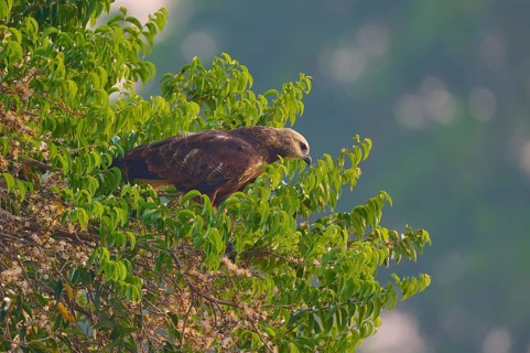 A bird of prey sits on a tree with dense greenery and observes the surroundings in natural