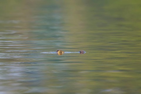 A caiman swims peacefully in the distance, in calm, greenish water, Spectacled caiman (Caiman