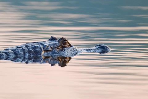 A caiman glides under the reflection of a pink sky in still water, Spectacled caiman (Caiman
