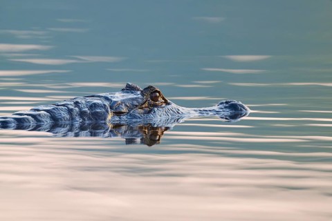 A caiman moves in calm, misty water with gentle waves, Spectacled caiman (Caiman yacare, Caiman