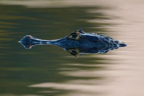 Close-up of a caiman head at dusk, reflecting on the water surface, spectacled caiman (Caiman