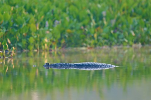 A caiman floats on the surface of the water, surrounded by lively green vegetation, Spectacled