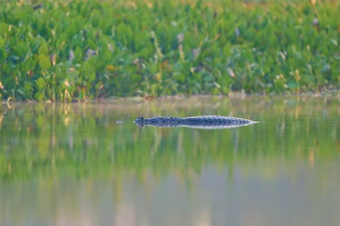 A caiman lies flat on the water, almost hidden by the surrounding vegetation, Spectacled caiman