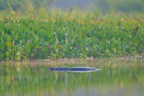 A caiman floats hidden in the water, surrounded by green vegetation and a calm atmosphere,