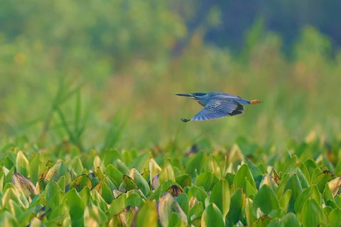 Bird in flight over a green plant landscape, peaceful and natural scene, Mongrove Heron (Butorides