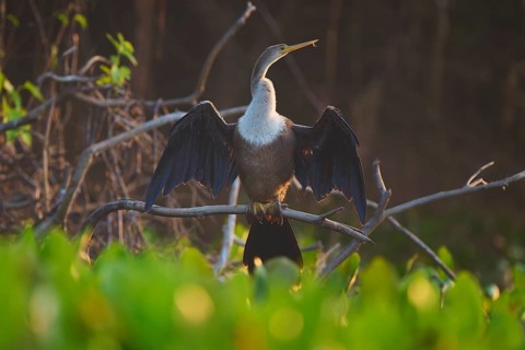An anhinga sits with outstretched wings on a branch in the dusky forest, Darter (Anhinga anhinga),