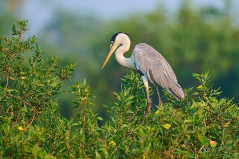 A heron stands on a green bush against a blurred background, Cocoi Heron (Ardea cocoi), Pantanal,