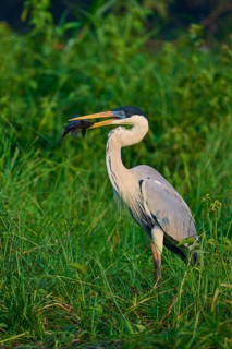 A heron stands in the dense grass with a fish in its beak, Cocoi Heron (Ardea cocoi), Pantanal,