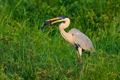 A heron has a fish in its beak in the middle of green grass, Cocoi Heron (Ardea cocoi), Pantanal,