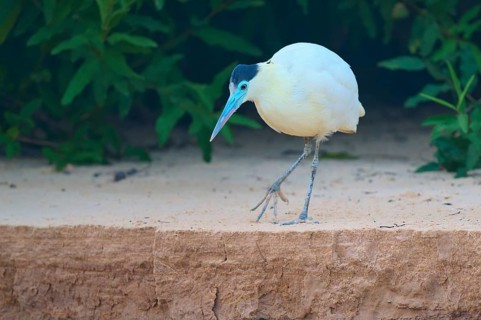 White bird with blue-green beak balancing carefully on sandy ground near a bank wall, Capped Heron