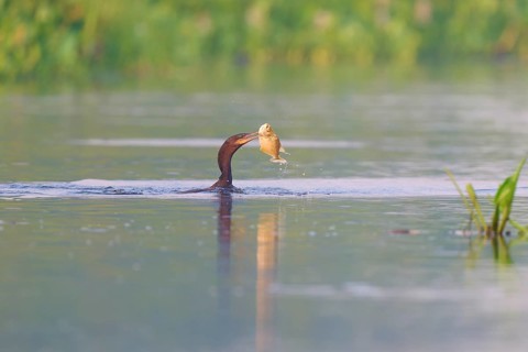 A cormorant holds a fish in its beak in the water, Olive Cormorant, Cormorant, (Phalacrocorax