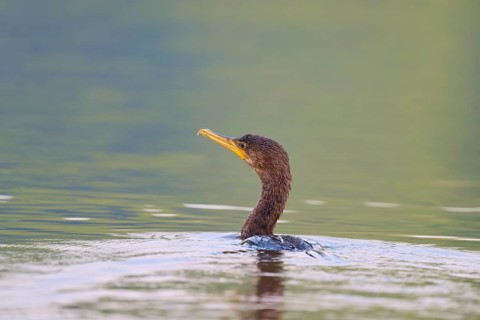 A cormorant swimming in calm, green waters, Olive Cormorant, Cormorant, (Phalacrocorax olivaceus),