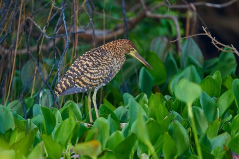 A bird with brown plumage hidden in dense green foliage surrounded by branches, Marbled Heron