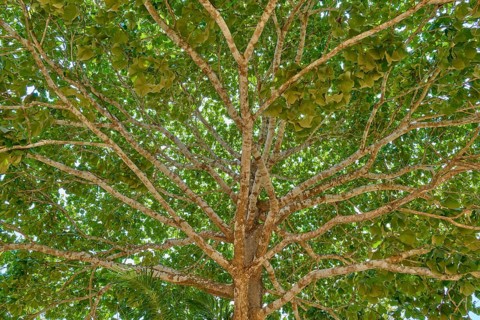 A dense treetop with numerous green leaves and branched branches in sunshine, Porto Jofre,