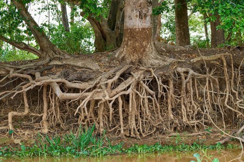 Exposed tree roots on the shore that form a dense natural structure in the forest, Porto Jofre,