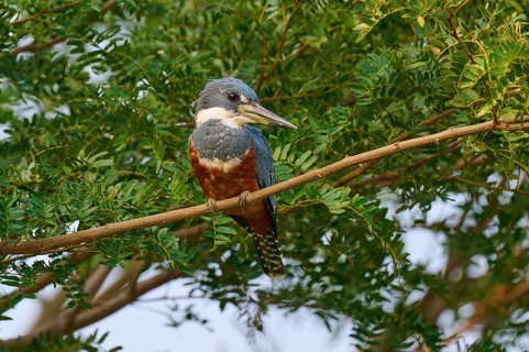 A bird with colourful plumage sits on a branch surrounded by dense foliage, Red-breasted Kingfisher
