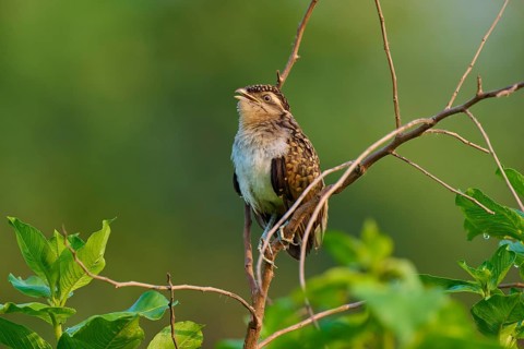 Small bird sitting on branch in front of blurred green background in natural environment,