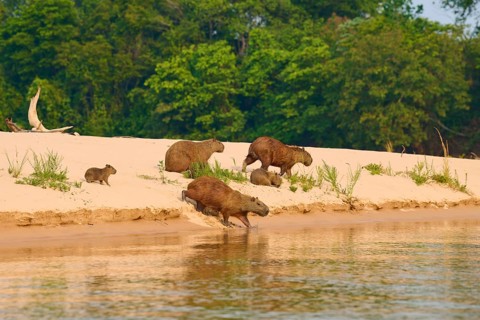 Capybaras move on a sandy surface next to a river course, Capybara, capybara (Hydrochoerus