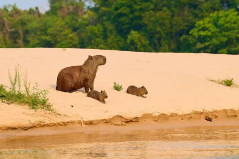Capybara family relaxing on a sandy area near a forest, Capybara, capybara (Hydrochoerus