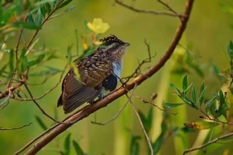 Small bird with brown feathers sitting on a branch surrounded by green leaves, White-breasted Ant