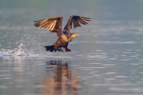 Bird in flight, wings spread, water splashing up, dynamic movement over the water, Olive Cormorant,