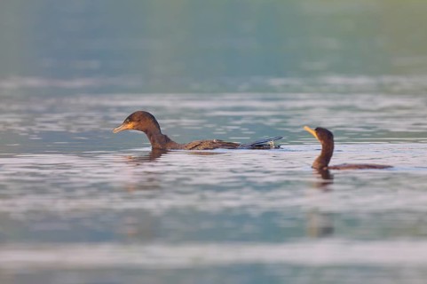 Two birds swimming side by side in a calm body of water, Olive Cormorant (Phalacrocorax olivaceus),
