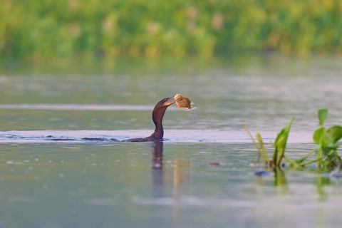 Bird in the water catching a fish in an idyllic water landscape, Olive Cormorant, Cormorant,