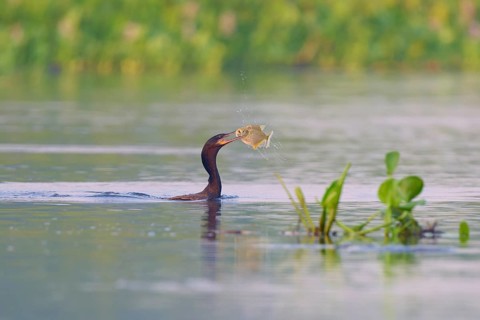 Bird in the water proudly presenting a caught fish, Olive Cormorant (Phalacrocorax olivaceus),