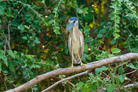 A bird standing on a branch surrounded by green foliage in a natural environment, Cochlearius