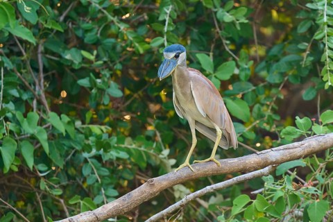 A bird sitting on a branch, surrounded by dense green foliage, Cochlearius cochlearius, Pantanal,