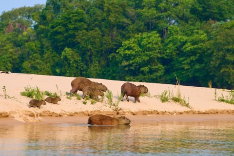 Group of capybaras is surrounded by trees on the sandy riverbank, Capybara, capybara (Hydrochoerus