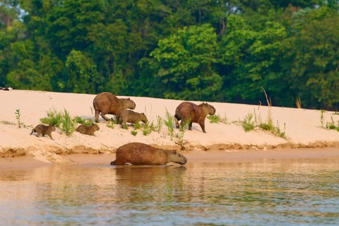 Several capybaras relaxing on the sandy bank of a river near a forest, Capybara, capybara
