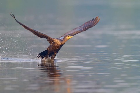 Bird takes off from the water and splashes up drops, powerful movement, wings spread wide, Olive