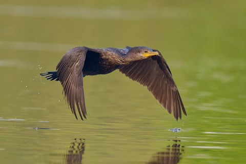 Bird flying close above the water, evenly spread wings, calm and elegance in green surroundings,