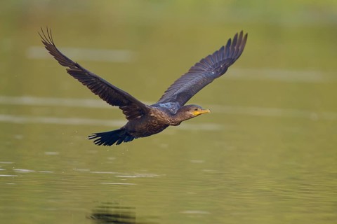 Bird hovering elegantly over the water, wings spread wide in serene harmony, Olive Cormorant,
