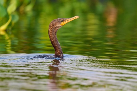 Attentive bird swimming in green waters, Olive Cormorant (Phalacrocorax olivaceus), Pantanal, Mato