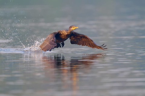 Bird spreads its wings and flies just above the water surface. Reflection in the soft light, Olive