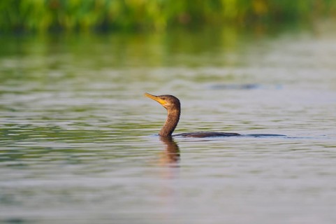 A bird swimming calmly in a calm water, Olive Cormorant (Phalacrocorax olivaceus), Pantanal, Mato