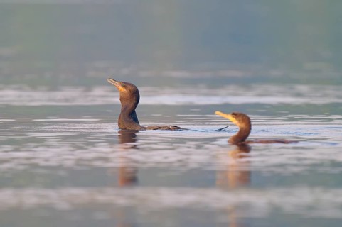 Two birds paddling in a calm water landscape, Olive Cormorant, Cormorant, (Phalacrocorax