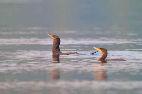 Two birds with raised heads in the water, Olive Cormorant, Cormorant, (Phalacrocorax olivaceus),