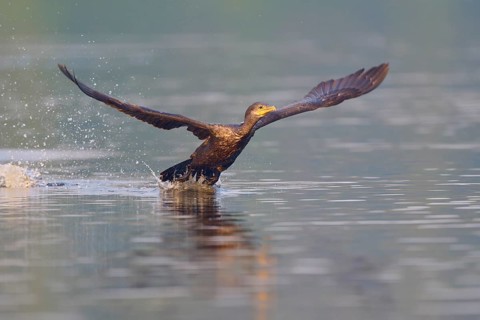 Bird spreading its wings to take off on the water, Olive Cormorant (Phalacrocorax olivaceus),