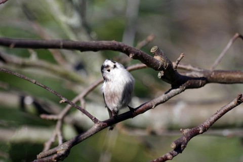 Long-tailed Tit (Aegithalos caudatus), twig, winter, close-up, cute, Germany