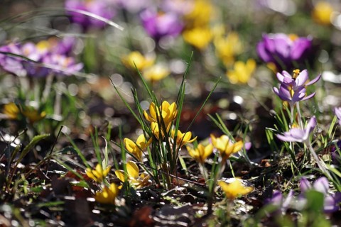 Crocus minimus (Crocus chrysanthus), yellow, spring, Germany, The colourful flowers are illuminated