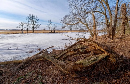 Dead wood on the icy and snow-covered foothills of the Oder in the area of the Schwedt lock in the