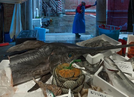 Fresh swordfish (Xiphias gladius), fish market, Rialto market in the San Polo district, Venice,