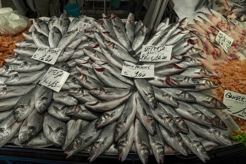 Fresh sea bass (Dicentrarchus labrax) on ice, fish market, Rialto market in the San Polo district,